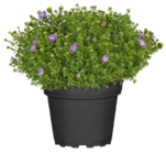 Kissen-Aster (Aster dumosus) Angebote von GROW by OBI bei OBI Freiberg für 2,99 €