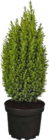 Kegelzypresse „Ellwoodii“ von GROW by OBI im aktuellen OBI Prospekt für 15,99 €
