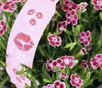 Gartennelke Dianthus 'Pink Kisses' bei BAUHAUS in Augsburg Gartennelke Dianthus 'Pink Kisses' im Angebot bei BAUHAUS Augsburg für 9,99 €