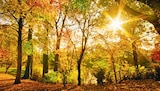 Mini LED 4K 125 cm (50") im Angebot bei MEDIMAX in Rudolstadt Mini LED 4K 125 cm (50") Angebote bei MEDIMAX Rudolstadt für 499,00 €