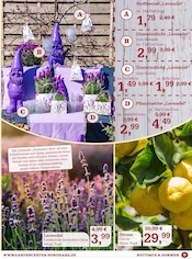 Blumentopf im Garten-Center Nordharz GmbH & Co. KG Prospekt in Peine Aktueller Garten-Center Nordharz GmbH & Co. KG Prospekt mit Blumentopf, "DEIN GARTEN - DEINE SOMMERLIEBE", Seite 9