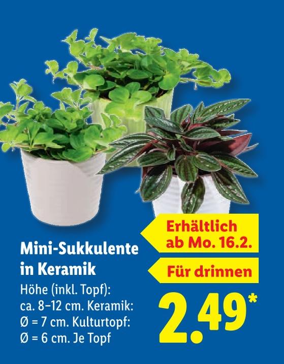 Mini-Sukkulente in Keramik