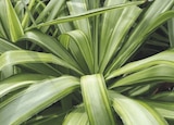 Yucca jewel dans le catalogue Carrefour