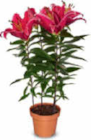 Aktuelles Lilien Angebot bei Netto Marken-Discount in Cottbus ab 2,99 €