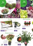 Plantes Plantes