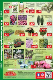 Aktueller Zimmermann Prospekt mit Rhododendron, "Aktuelle Angebote", Seite 14