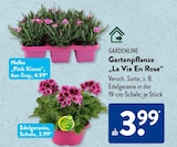 Nelke 'Pink Kisses' von Gardenline im aktuellen ALDI SÜD Prospekt für 3,99 €