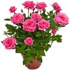 Rose von  im aktuellen Kaufland Prospekt für 2,79 €