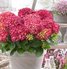 Bauernhortensie Angebote bei OBI Arnsberg für 9,99 €
