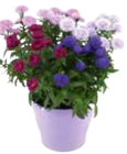 Aktuelle Blumen Angebote bei EDEKA in Kiel Aktuelles Astern Angebot bei EDEKA in Kiel ab 7,99 €