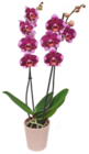 Aktuelle Orchidee Angebote bei Kaufland in Wuppertal Aktuelles Orchidee Angebot bei Kaufland in Wuppertal ab 10,99 €