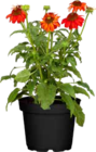 Sonnenhut im Angebot bei OBI in Erkrath Sonnenhut Angebote von Grow by OBI bei OBI Erkrath für 3,99 €