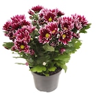 Chrysanthème bicolore en promo chez Carrefour Meyzieu à 2,49 €