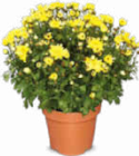 Chrysantheme im Angebot bei Netto Marken-Discount in Darmstadt Chrysantheme Angebote bei Netto Marken-Discount Darmstadt für 2,99 €