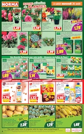 Promos Chrysanthèmes dans le catalogue "Votre Discounter Régional" de Norma Chrysanthèmes en promo dans le catalogue Norma à la page 4