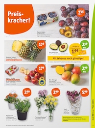 tegut Chrysantheme im Prospekt 