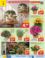Stauden im Netto Marken-Discount Prospekt in Freiberg Aktueller Netto Marken-Discount Prospekt mit Stauden, "Aktuelle Angebote", Seite 20