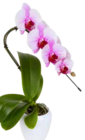 Aktuelles Orchidee »Swan« Angebot bei Pflanzen Kölle in Nürnberg ab 15,99 €