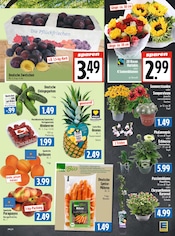 Blumen im EDEKA Prospekt in Gießen Aktueller EDEKA Prospekt mit Blumen, "Aktuelle Angebote", Seite 5