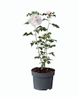 Hibiscus "Altea" de jardin - Lidl à Levallois-Perret Hibiscus "Altea" de jardin en promo chez Lidl Levallois-Perret à 6,95 €