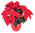 Weihnachtsstern bei ZG Raiffeisen im Endingen Prospekt für 2,79 €