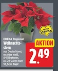 Weihnachtsstern von EDEKA Regional im aktuellen EDEKA Prospekt