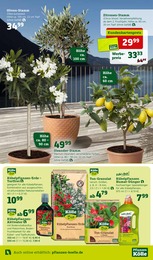 Pflanzenerde Angebot im aktuellen Pflanzen Kölle Prospekt auf Seite 5