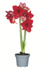 toom Baumarkt Gründau - Amaryllis Angebot im Prospekt Amaryllis bei toom Baumarkt im Gründau Prospekt für 5,99 €