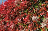 Photinia Carré Rouge ECLOZ - ECLOZ en promo chez Jardiland Avignon à 14,99 €