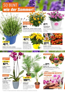 Blumen im OBI Prospekt "BIBERSTARKE ANGEBOTE" mit 24 Seiten (Berlin)