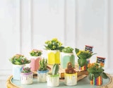 MIXTE KALANCHOE CACTUS - Super U à Nice MIXTE KALANCHOE CACTUS en promo chez Super U Nice à 9,98 €