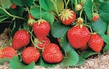 Fraisier Barquette de 6 Plants en promo chez Intermarché Hyper Fraisier Barquette de 6 Plants dans le catalogue Intermarché Hyper