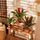 Bromelia en promo chez Carrefour Ajaccio à 6,99 €