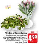Kräftige Erdbeerpflanzen Angebote bei E center Ulm für 4,99 €
