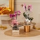 Mini orchidée 2 tiges en promo à 6,99 € chez Carrefour Mini orchidée 2 tiges dans le catalogue Carrefour