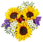 Saisonstrauß Sonnenblumen im Angebot bei Kaufland in Peine Saisonstrauß Sonnenblumen Angebote bei Kaufland Peine für 6,99 €