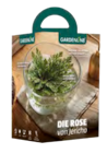 Baum im ALDI SÜD Prospekt Winterblüher von GARDENLINE im aktuellen ALDI SÜD Prospekt für 2,99 €