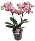 Orchidee Multiflora Angebote bei Kaufland Hildesheim für 9,99 €