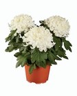 Chrysanthème grosses fleurs - Lidl à Chatou Chrysanthème grosses fleurs en promo chez Lidl Chatou à 2,99 €