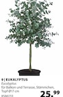 Eukalyptus Angebote bei Dehner Garten-Center Bottrop für 25,99 €
