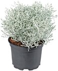 Stacheldrahtpflanze im Angebot bei Penny-Markt in Rheine Stacheldrahtpflanze Angebote bei Penny-Markt Rheine für 1,49 €