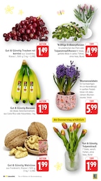 Blumen Angebot im aktuellen EDEKA Prospekt auf Seite 7