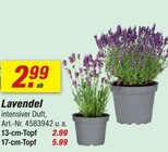 Lavendel im Angebot bei toom Baumarkt in Hagen Lavendel Angebote bei toom Baumarkt Hagen für 2,99 €