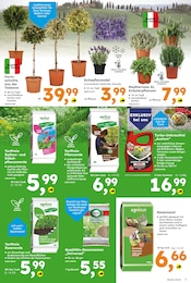 Blumen im Globus-Baumarkt Prospekt in Leipzig Aktueller Globus-Baumarkt Prospekt mit Blumen, "Immer eine Idee besser", Seite 7