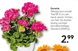 Geranie Angebote bei Hellweg Gronau für 2,99 €