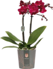 Aktuelles Orchidee Angebot bei Globus-Baumarkt in Braunschweig