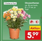 Chrysanthemen im Angebot bei Netto Marken-Discount in Recklinghausen Chrysanthemen Angebote bei Netto Marken-Discount Recklinghausen für 5,99 €