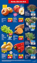 Ähnliche Kakteen Angebote im Prospekt "LIDL LOHNT SICH" von Lidl in Salzgitter Ähnliche Angebote wie Kakteen im Prospekt "LIDL LOHNT SICH" auf Seite 5 von Lidl in Salzgitter