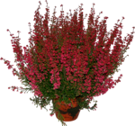 BRUYÈRE ERICA + POT TERRE CUITE - SANS MARQUE - Auchan Hypermarché à Pau BRUYÈRE ERICA + POT TERRE CUITE - SANS MARQUE en promo chez Auchan Hypermarché Pau à 3,99 €