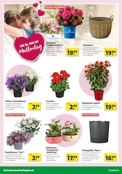 Aktueller Hagebaumarkt Prospekt mit Hortensie, "GENIESSE DIE KRAFT DER SONNE", Seite 2
